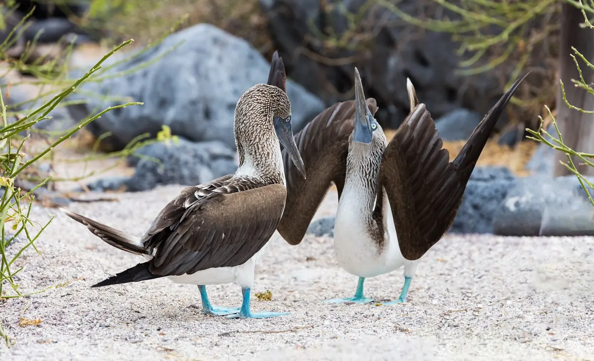 Blue-footed boobies in a courtship display on Isla Lobos
