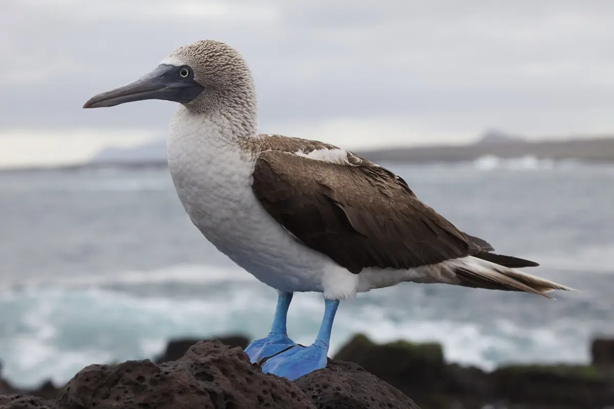 Blue-footed booby on a rock by the sea