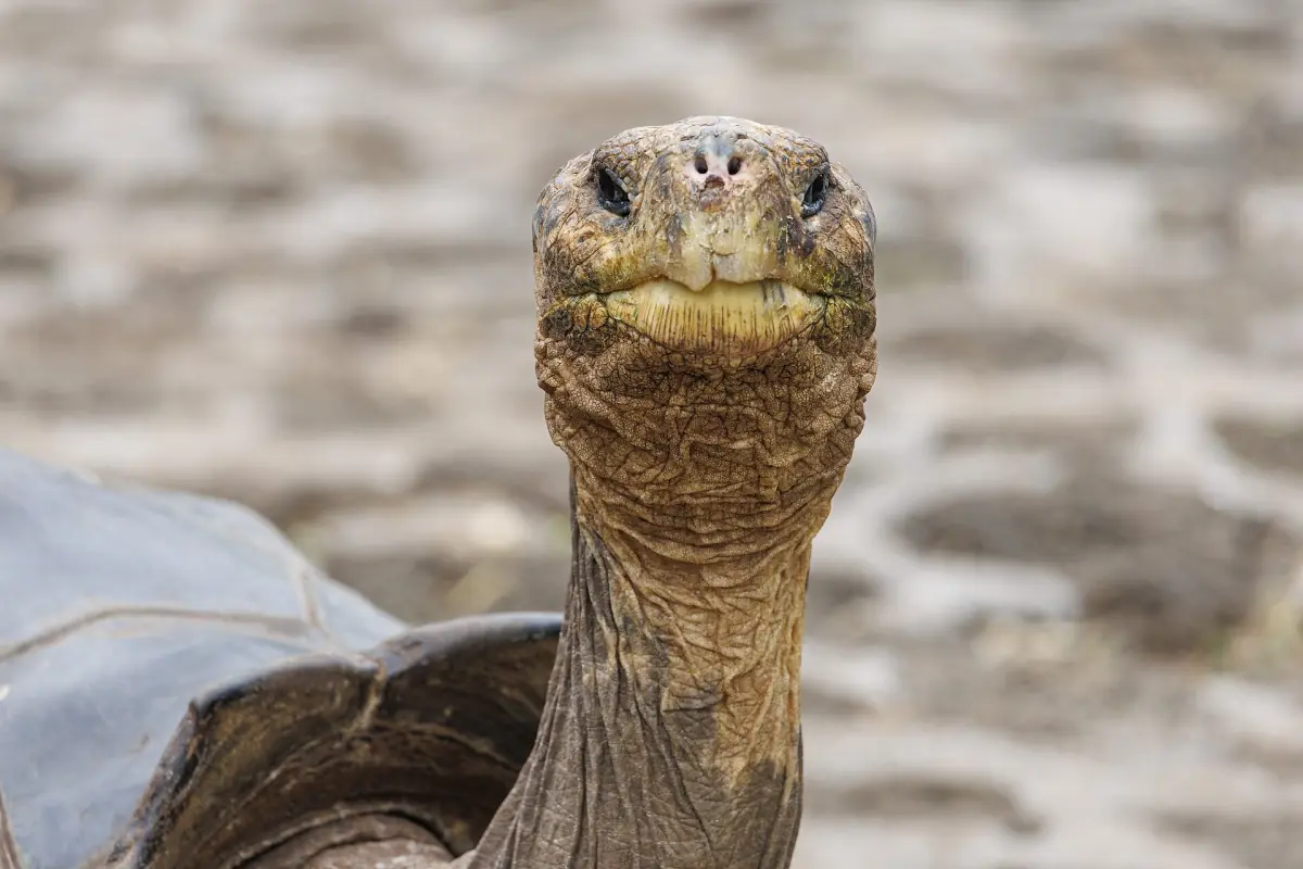 Head of a Galápagos giant tortoise