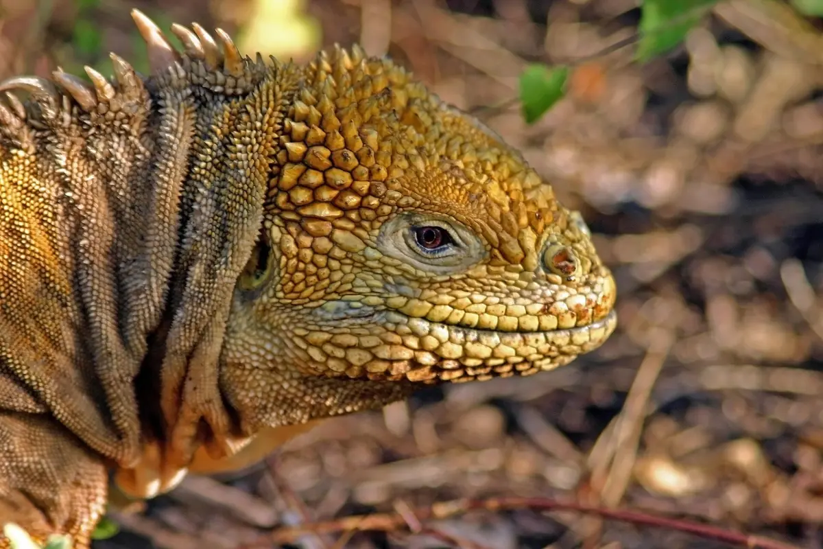 Galápagos land iguana close-up
