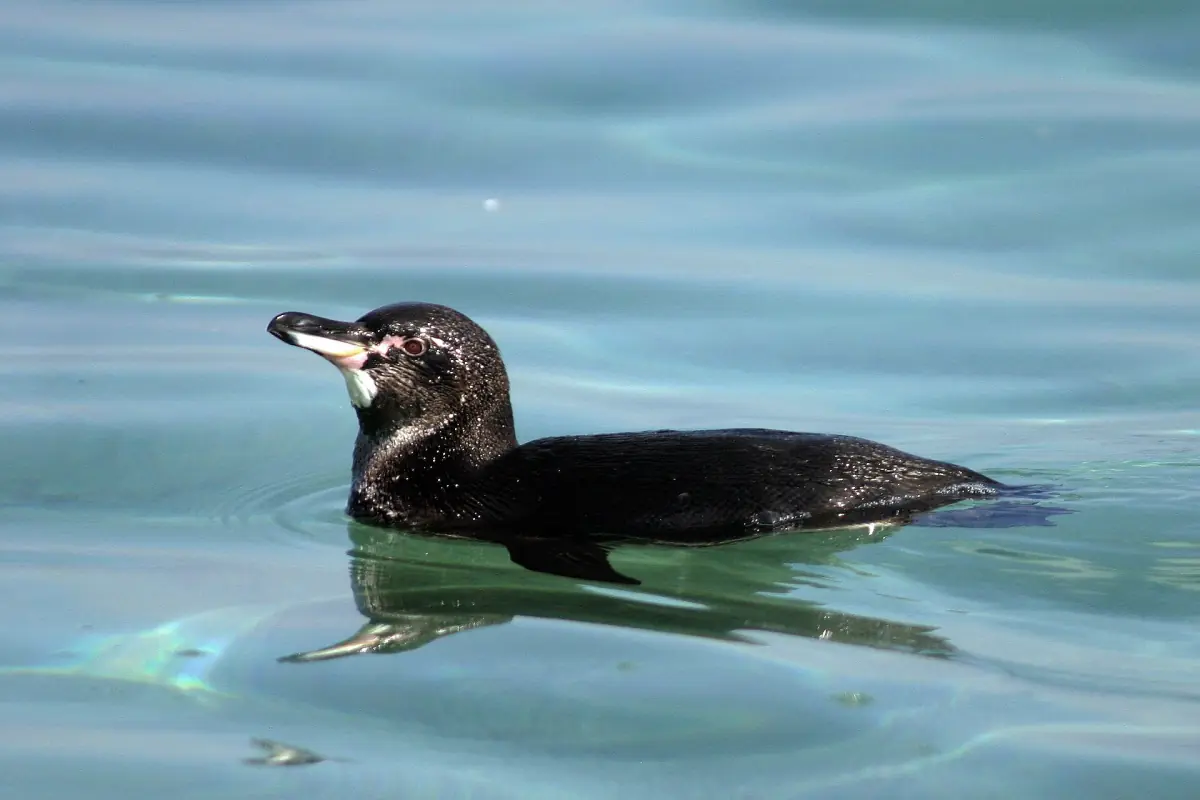 Galápagos penguin swimming