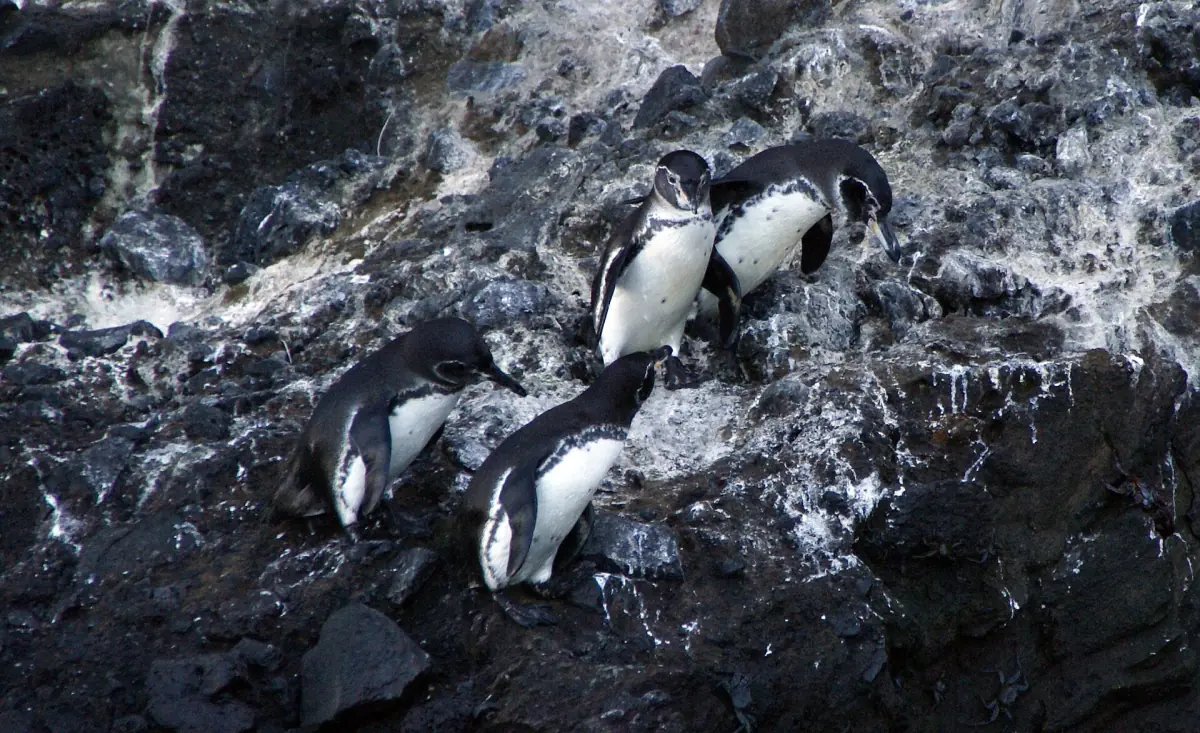 Galápagos penguins on rocks at Tagus Cove, Isabela