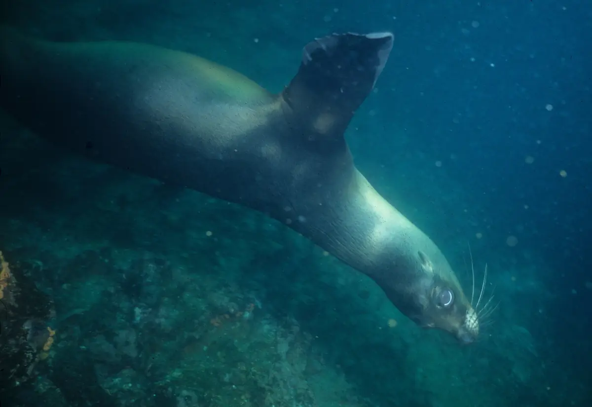 Galápagos sea lion gliding over the seabed