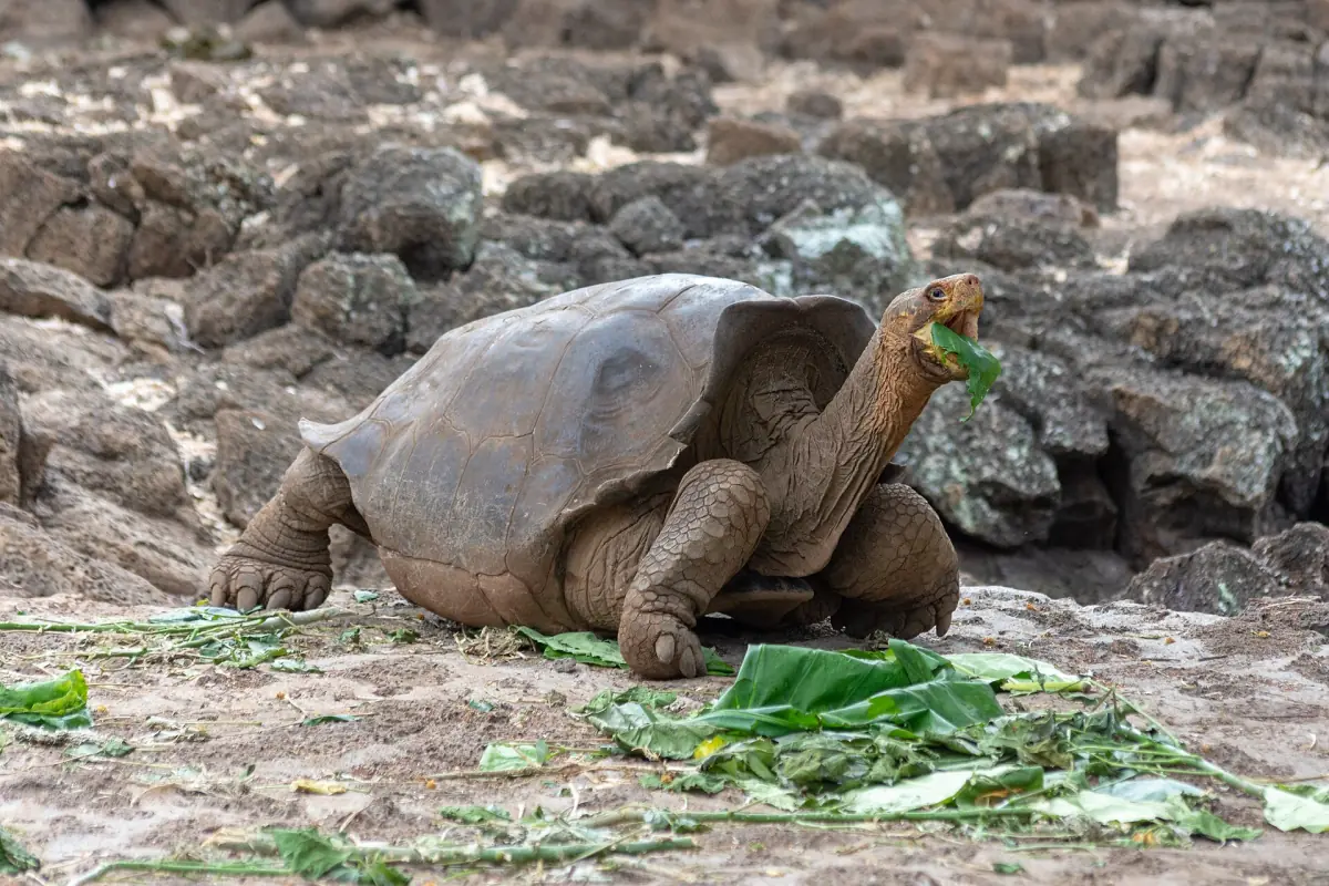 Giant tortoise eating leaves among lava rocks