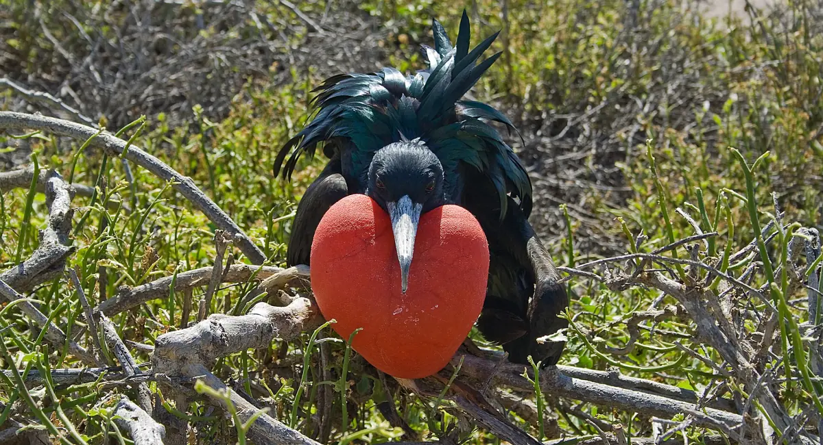 Male frigatebird with inflated red throat pouch