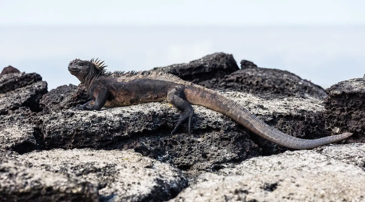 Marine iguana on black lava at Las Bachas, Santa Cruz
