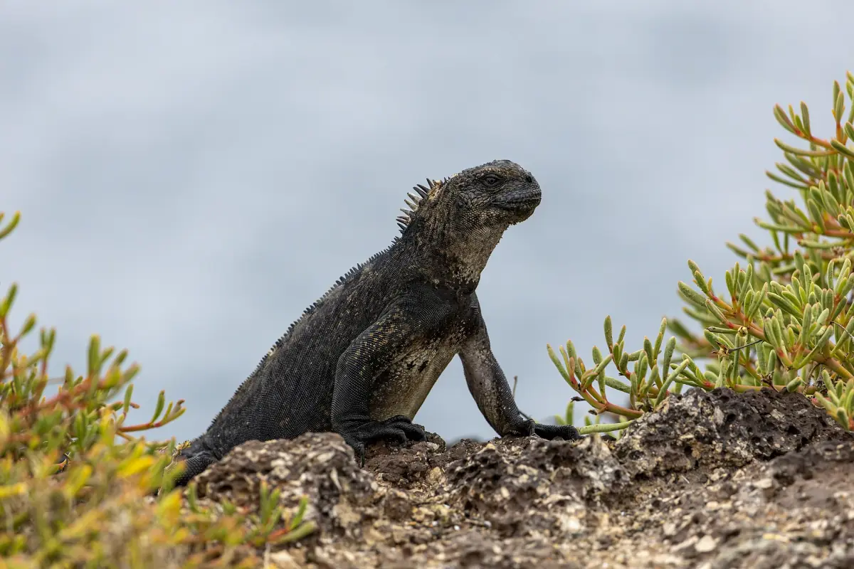 Marine iguana on Plaza Island