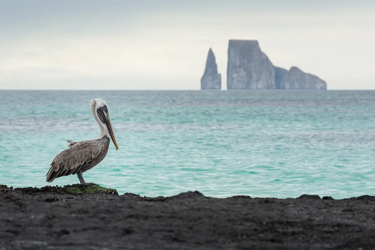 Brown pelican with Kicker Rock behind