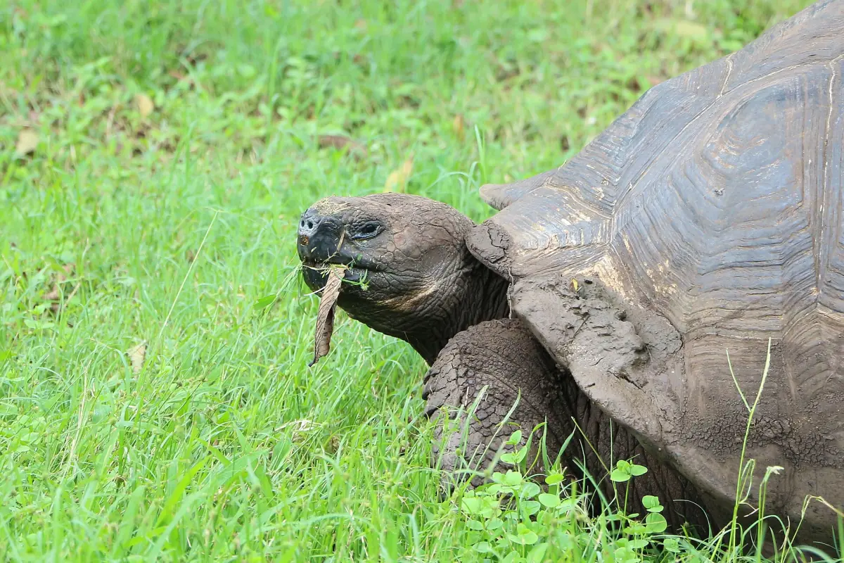 Giant tortoise eating in the Santa Cruz highlands