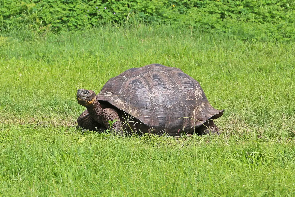 Giant tortoise walking through grass on Santa Cruz