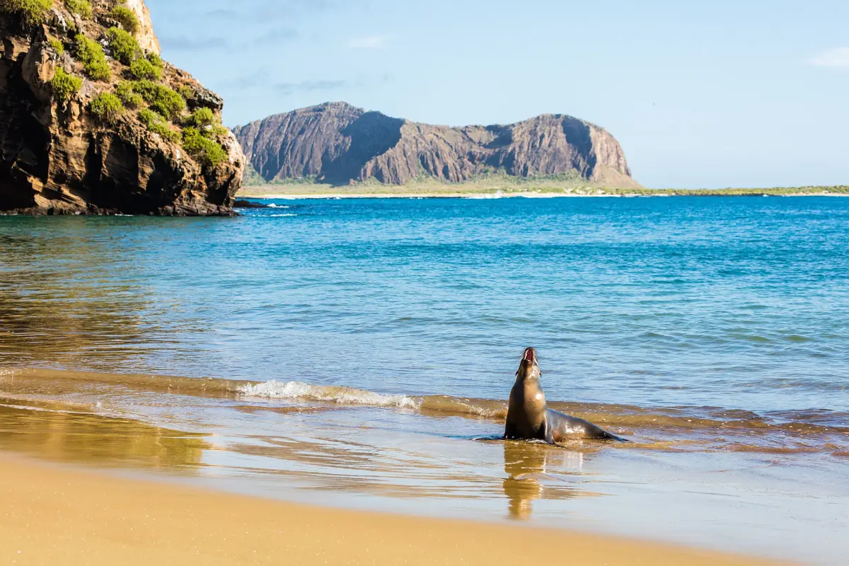 Sea lion in a sheltered cove on San Cristóbal