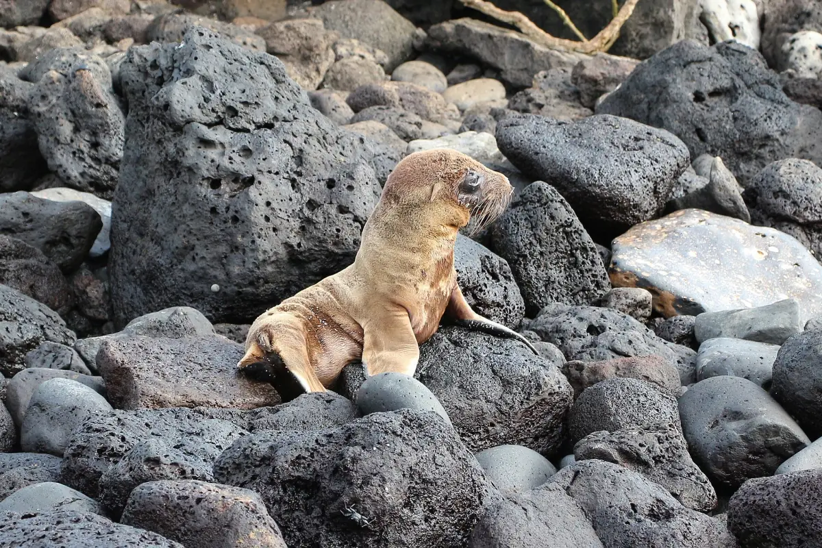 Sea lion pup on lava stones on Santa Fe
