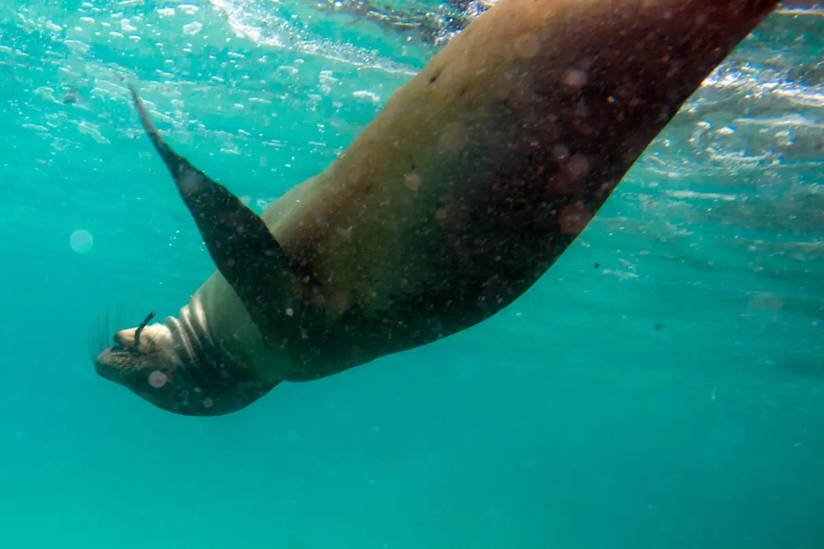 A sea lion swimming underwater