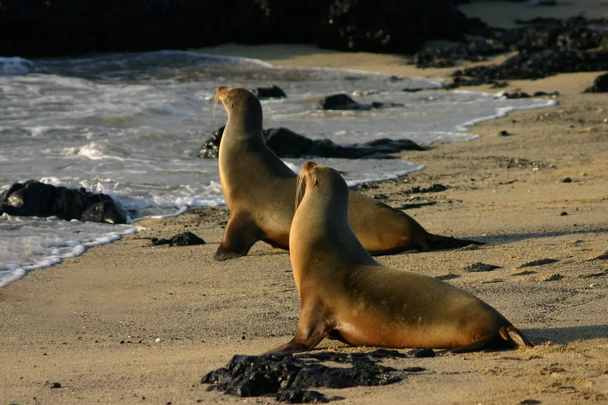 Two sea lions on a beach on Isabela