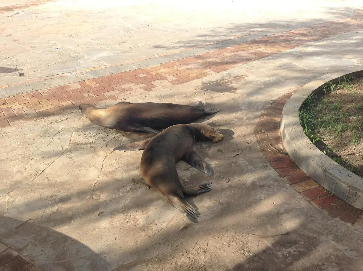 Sea lions sleeping on a street in Puerto Baquerizo Moreno