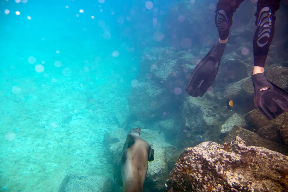 Snorkeler watching a sea lion