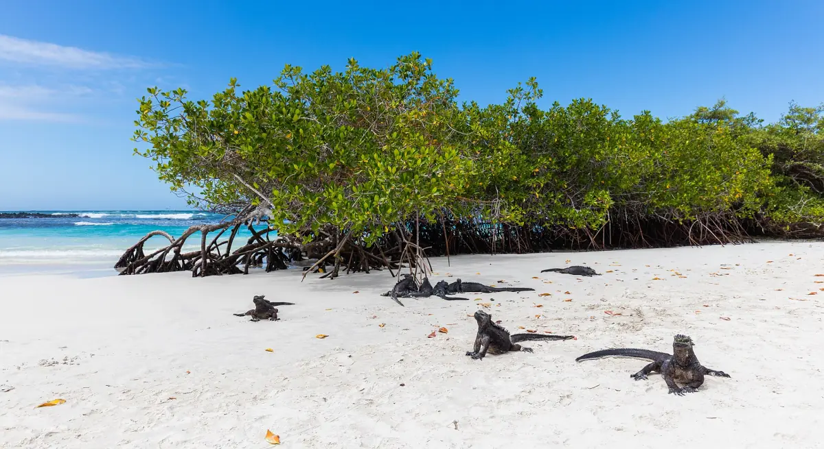 Marine iguanas below mangroves at Tortuga Bay